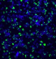AP55004PU-N - Histone H3