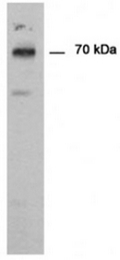 AP55144PU-N - PADI1