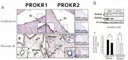 AP55202PU-N - GPR73 / Prokineticin receptor 1