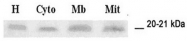 AP55263SU-N - Glutathione peroxidase 4 / GPX4