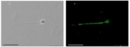 AP55282SU-N - SCN10A / PN3