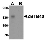 AP55412PU-N - ZBTB40