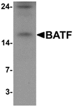 AP55462PU-N - BATF