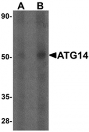 AP55472PU-N - ATG14 / Barkor