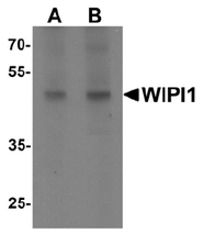 AP55473PU-N - WIPI-1