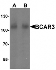 AP55492PU-N - BCAR3 / SH2D3B