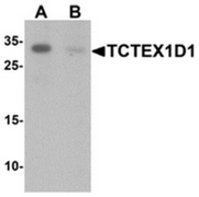 AP55504CP-N - TCTEX1D1
