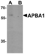 AP55509CP-N - APBA1 / MINT1