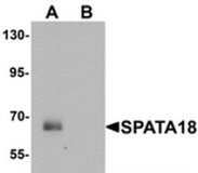AP55600CP-N - SPATA18