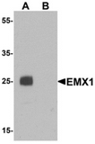 AP55602CP-N - EMX1