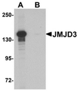 AP55610CP-N - JMJD3 / KDM6B