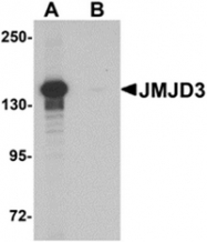 AP55610PU-N - JMJD3 / KDM6B