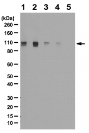 AP55981PU-N - Retinoblastoma-associated protein / RB1
