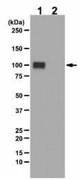 AP55981PU-N - Retinoblastoma-associated protein / RB1