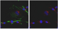 AP55994PU-N - Endonuclease G