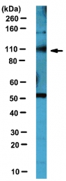 AP56006PU-N - UNC5B