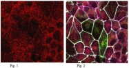 AP56039PU-N - Tricellulin