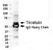 AP56039PU-N - Tricellulin
