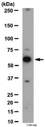 AP56039PU-N - Tricellulin