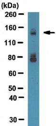 AP56056PU-N - Integrin alpha-11 / ITGA11