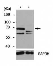 AP56058PU-N - RANBP10