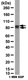 AP56096PU-N - Dynamin-1-like protein