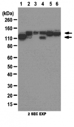 AP56103PU-N - Pan Cadherin