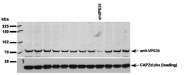 AP56108PU-N - VPS35 / MEM3