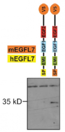 AP60004PU-N - EGFL7