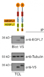 AP60004PU-N - EGFL7