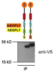AP60007PU-N - EGFL7