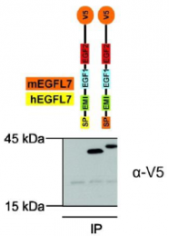 AP60008PU-N - EGFL7