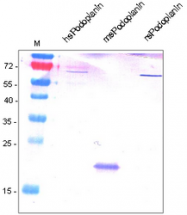 AP60017PU-L - Podoplanin