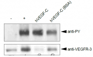 AR01001PU-N - VEGF-C / Flt4-L