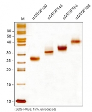 AR26013PU-S - VEGF-A