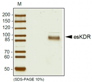 AR26018PU-N - CD309 / VEGFR-2 / Flk-1