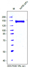 AR31152PU-N - CD202b / TEK