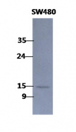 AM50092PU-N - Coactosin-like protein