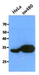 AM50096PU-N - Cathepsin Z