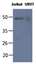 AM50348PU-N - CD64 / FCGR1A