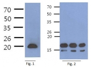 AM50355PU-N - CD3