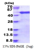 AR51642PU-N - Arfaptin-1