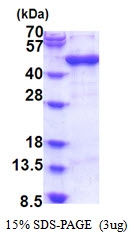 AR51643PU-N - Arfaptin-1
