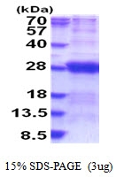 AR51652PU-N - Dynactin subunit 6