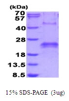 AR51693PU-N - VEGF-A