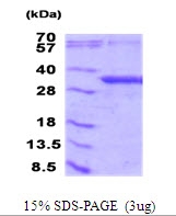 AR51708PU-N - NFU1