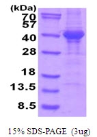 AR51736PU-N - Napsin-A