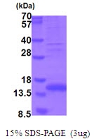 AR51737PU-N - Myostatin