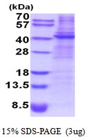 AR51876PU-N - Decorin