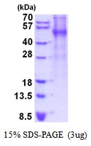 AR51877PU-N - Thrombopoietin